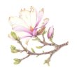 After the Storm; Magnolia soulangeana
